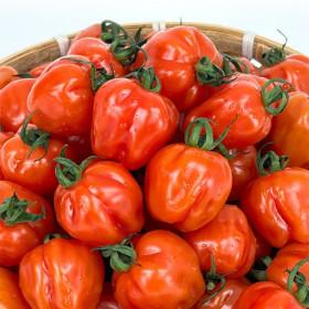 10%/ 루비벨 방울토마토 2kg(4kg 주문시 5kg 발송) ( 15,820원 / 무료 배송)