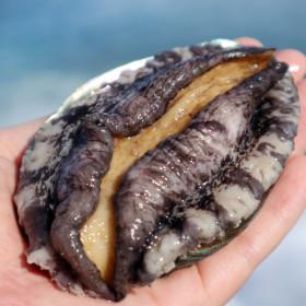 완도 전복 활전복 큰전복 9-11미 1KG 횟감용 ( 20,610원  / 무료 배송)