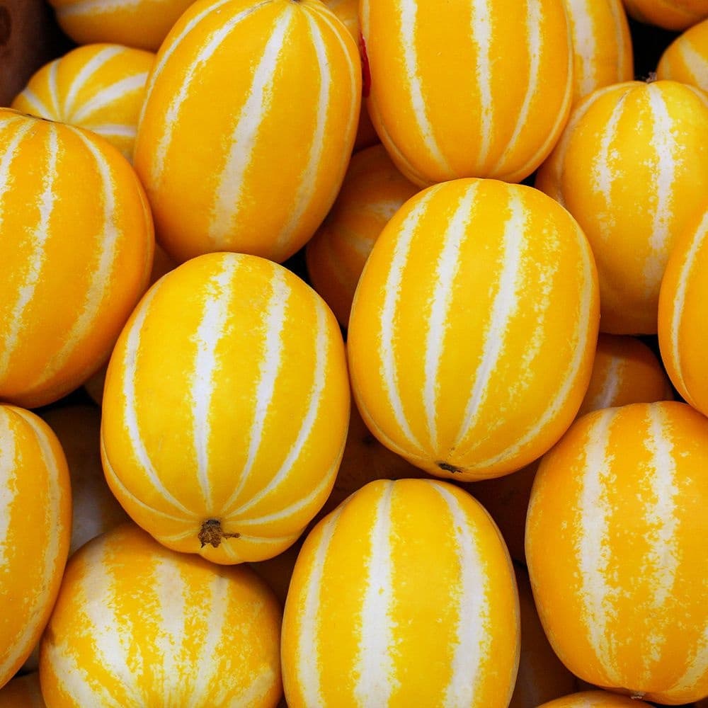 고당도 성주 꿀참외 10kg 중과 (13,900원)