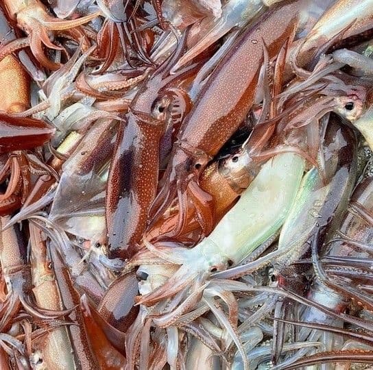 롯데온) 동해안 통오징어 1kg 7-9미 20840원
