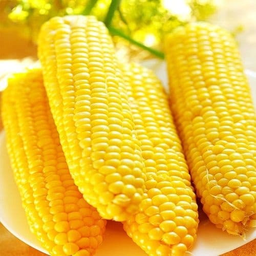 롯데온) 초당옥수수 특품 10개 21,500원