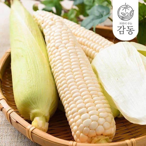 롯데온) 남도 햇 찰옥수수 14cm이상 특 15개입 9920원 무배
