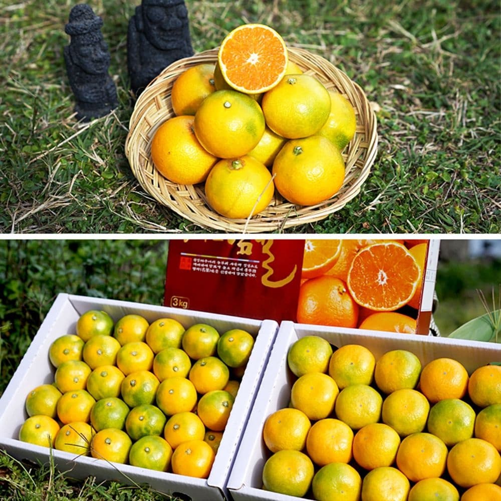 롯데온) 제주 고당도 하우스 감귤 대과 2kg 12,530원