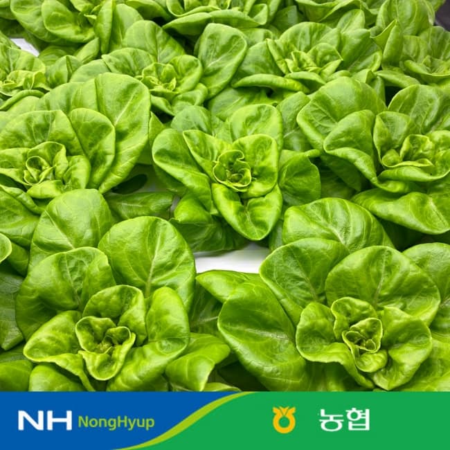 인더마켓) 유러피언 샐러드 채소 1kg 5,530원
