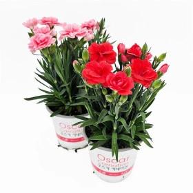 향 카네이션 생화 화분 1+1 (8,960원/무료)