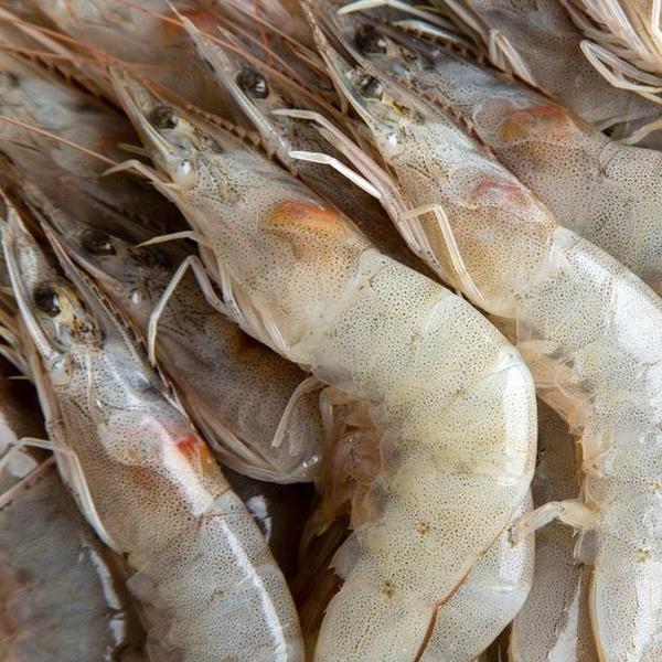 국내산 급냉 흰다리 새우 1kg 28-32미 (15,470원/무료)