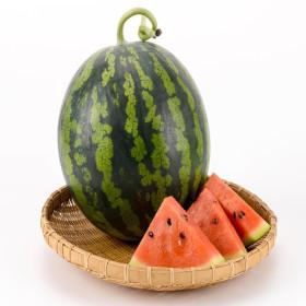 국산 가정용 하우스 수박 5~6kg (15,880원/무료)3