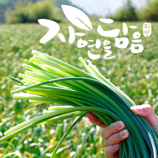 국내산 햇 홍산마늘쫑 1kg (7,230원/무료)