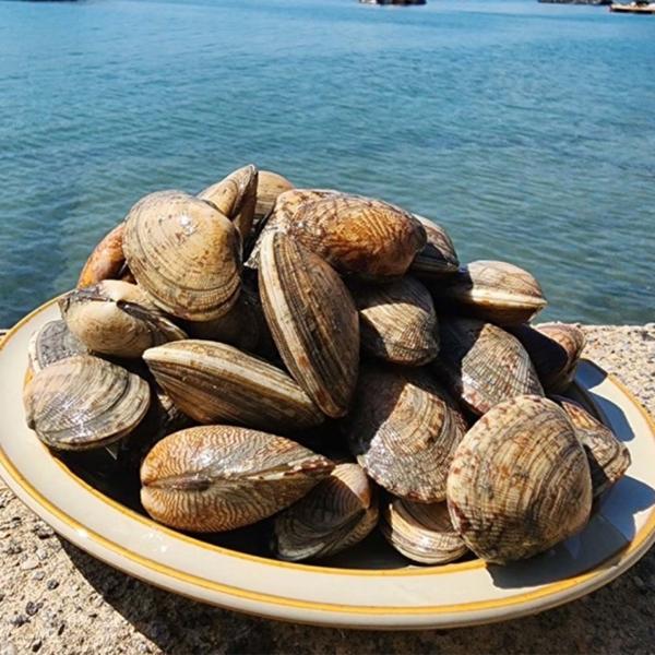 통영 왕바지락 2kg (14,900원/무배)