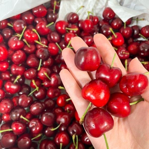 항공직송 미국 생 체리 500g (10-10.5row) (9,660원/무료)2