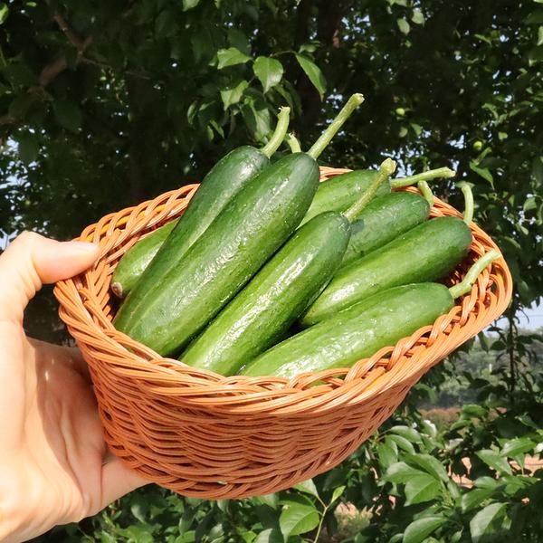 미니오이 1kg (4,900원/네이버멤버십 무배)7