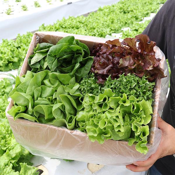 당일수확 산지직송 모듬 쌈채소 유럽샐러드 1kg (5,780원/무료)2