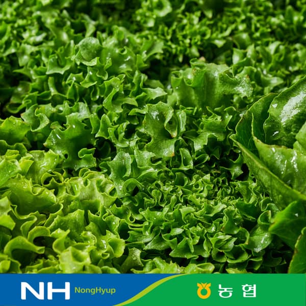 동김제농협 유러피안샐러드 6종 중 4종 랜덤발송 1kg (4,790원/무료)6