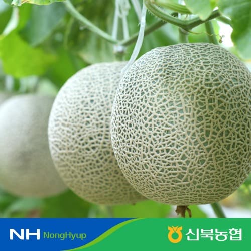 달달한 제철 햇 국내산 메론 3.5kg 내외 2수 (16,720원/무료)1