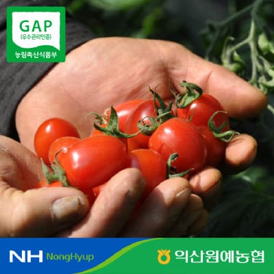 국내산 대추 방울 토마토 로얄과(1~3번과) 2kg (7,500원/무료)