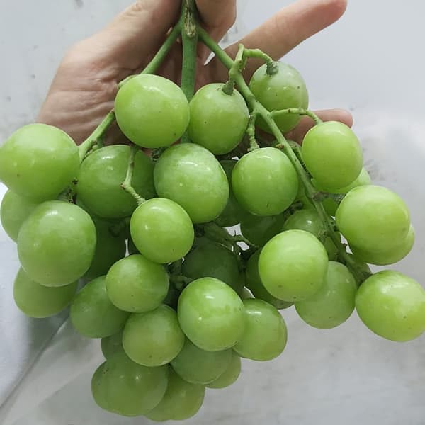 씨없는 청포도 4kg (13,900원/무료)