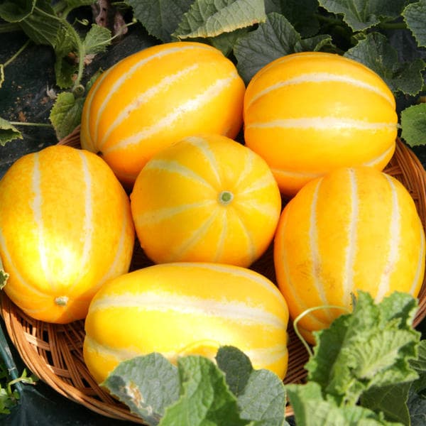 60분러시 가정용 성주 꿀참외 5kg (6,800원 / 무료)3