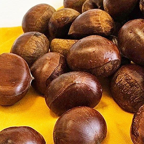 고소하고 달콤한 2024년 햇 공주밤 2kg (10,900원/무배)