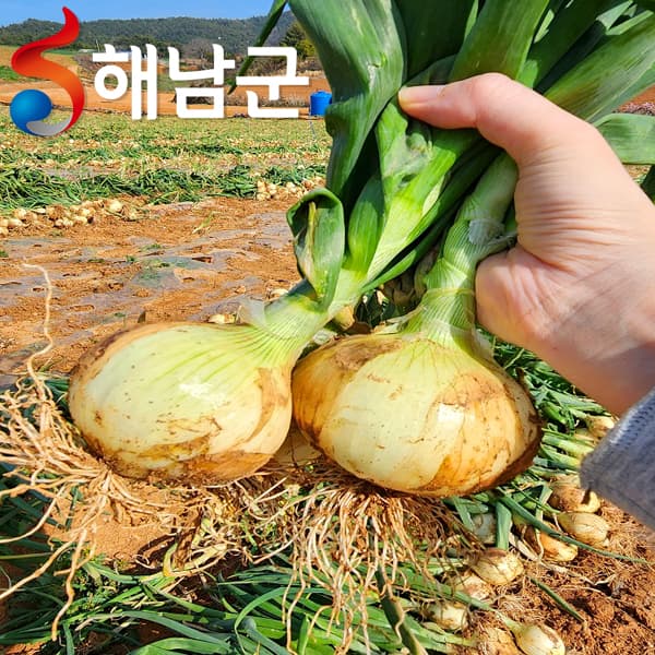 산지직송 해남 햇양파 3kg 중사이즈 (4,480원/무료)