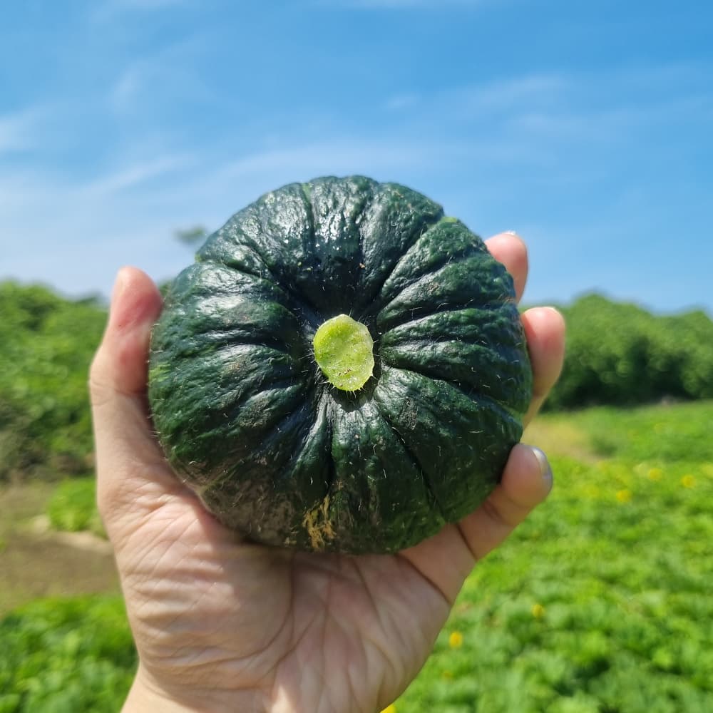 미니밤호박 2kg (9,300원/무료)